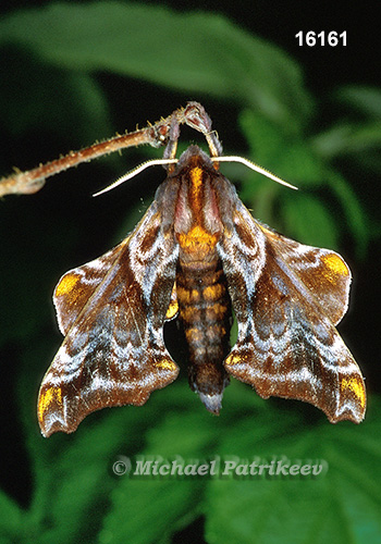 Small-eyed Sphinx (Paonias myops) (J. E. Smith, 1797)